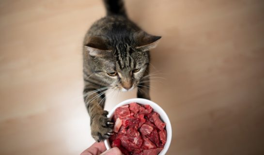 Barfen für Katzen – Was ist BARF-Frostfleisch für Katzen?