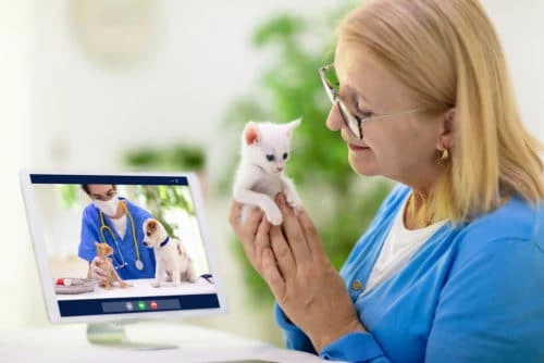 Online Beratung vom Tierarzt per Videochat