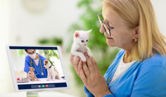 Sprechstunde beim Online-Tierarzt