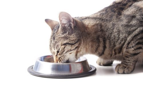 Katze schlingt das Futter schnell herunter- Ursachen und Lösungen
