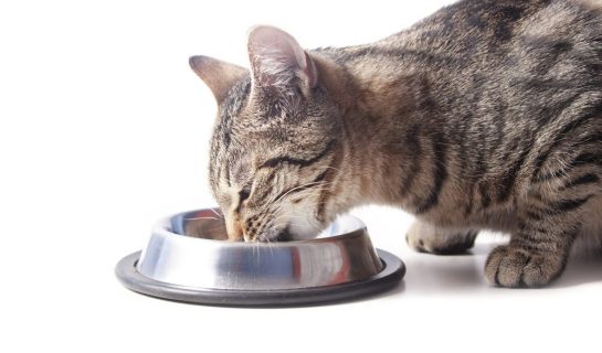 Antischlingnapf – Wenn die Katze ihr Futter schlingt