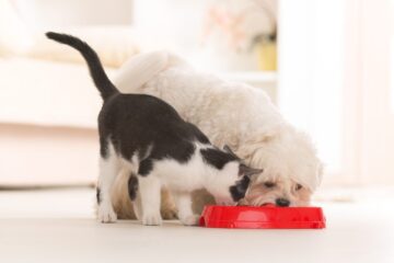Hilfe meine Katze nascht am Hundefutter – ist das schädlich?