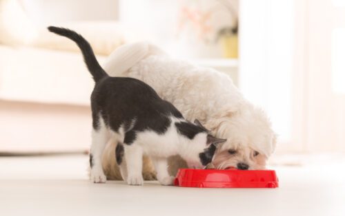 Warum Katzen kein Hundefutter fressen sollten