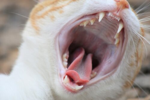 Mundgeruch Katze