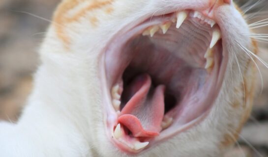 Starker Mundgeruch bei Katzen – Warum Sie schnell handeln sollten